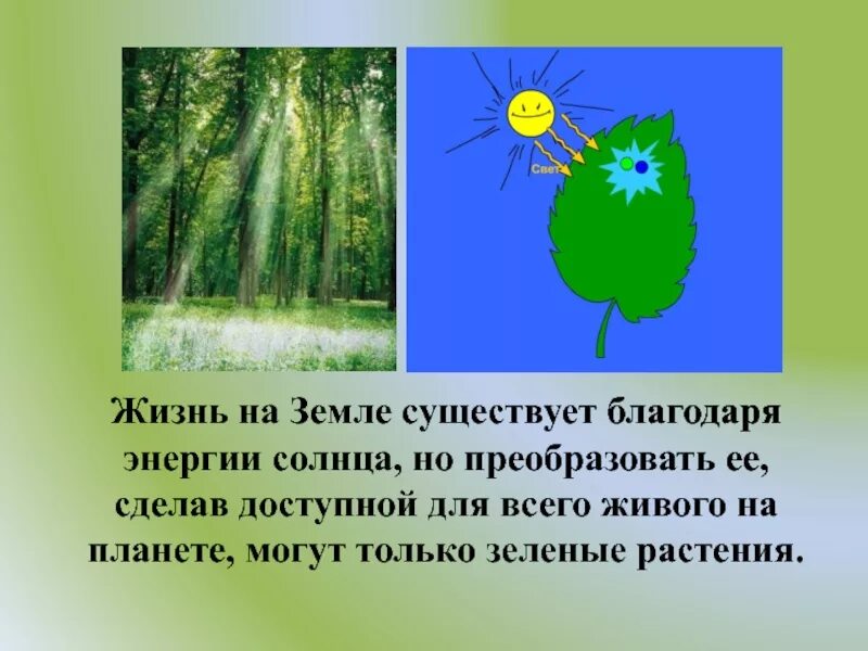 Роль растений на планете земля. Значение растений на планете. Роль зеленых растений на планете. Роль растений в экологии. Роль зеленых растений на земле.