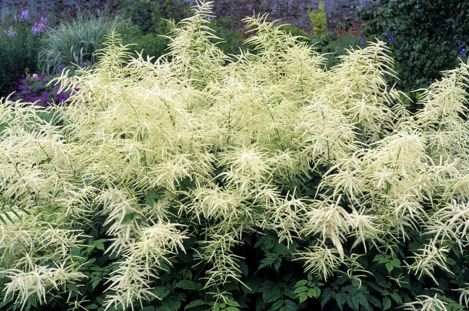 Арункус фото. Волжанка двудомная (Aruncus dioicus). Волжанка двудомная 'Kneiffii'. Волжанка двудомная Кнеффи. Волжанка Арункус обыкновенная.