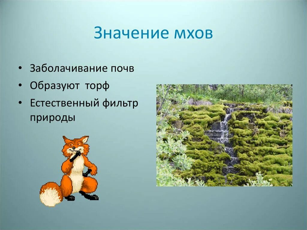 Каково значение мхов в природе 7 класс. Значение мхов. Значение мхов в природе. Роль мхов в природе и жизни человека. Значение моховидных в природе.