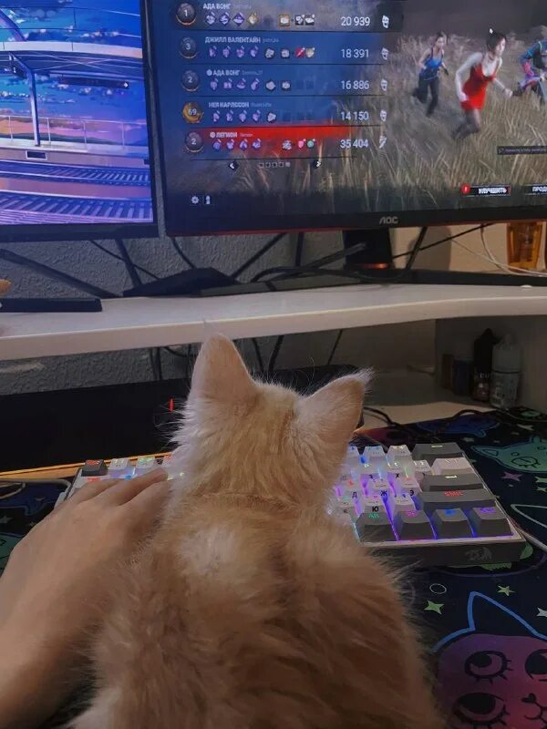 котомотограф с ответами. котокафе котиссимо москва новая басманная. остров аосима. остров аошима кошачий. котокафе в токио.