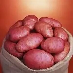 Картофель в белоруссии. Картофель сорт прайм. Картофель калинка описание сорта фото отзывы. Картофель калинка описание сорта фото отзывы. Ому огородник картофельное.