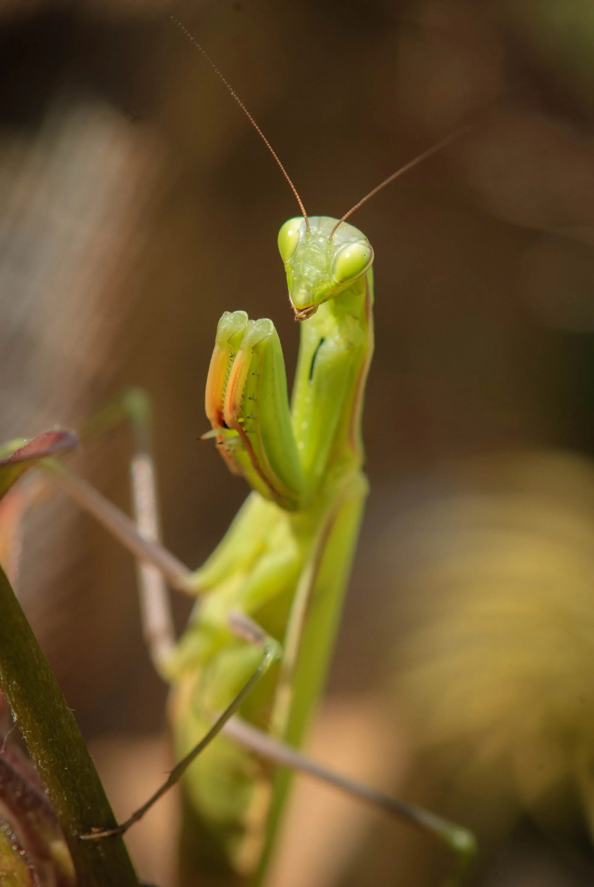 Богомол Mantis. Богомолы Мантис зелёный. Земляной богомол (Geomantis Larvoides). Богомол Мантис макро. Какого цвета самка богомолов