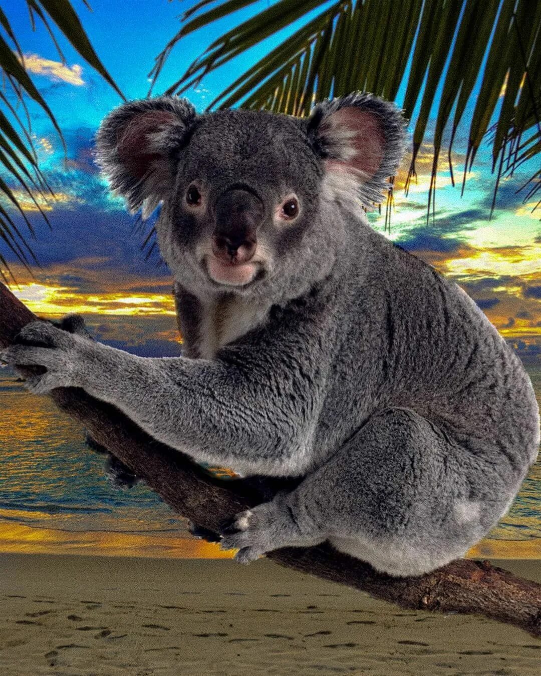 Хвост коалы. Коала хвост. Коала в Австралии. Животные похожие на коалу. Хвост коалы фото.