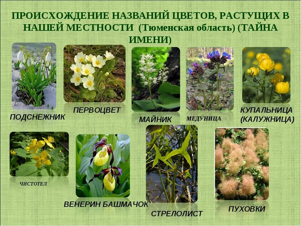 Травянистые растения. Разнообразное растения цветы. Редкие виды растений. Первоцветы названия. Технические виды растений