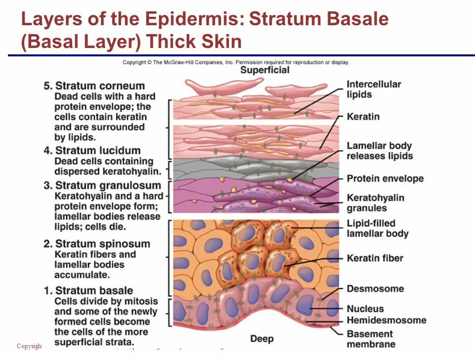 Stratum перевод. Epidermal cells. stratum basale. basement membrane.