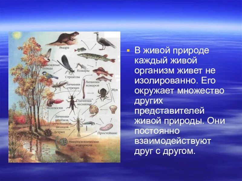 Все то что окружает живой организм. Взаимосвязь живых организмов в природе. Взаимоотношений между живыми организмами в природе. Взаимодействие живых организмов с окружающей средой. Взаимоотношения между организмами и окружающей средой.