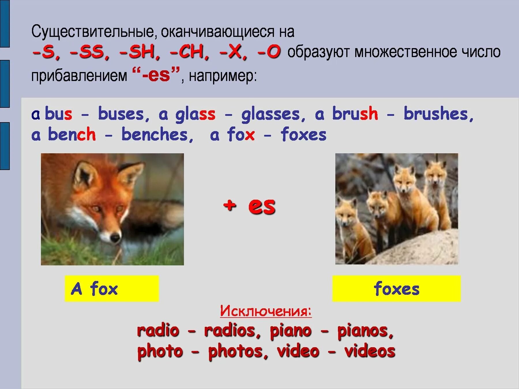 Образуйте множественное число существительных fox. Лиса по-английски во множественном числе. мн число сущ. оканчивающихся на o. fox множественное число.