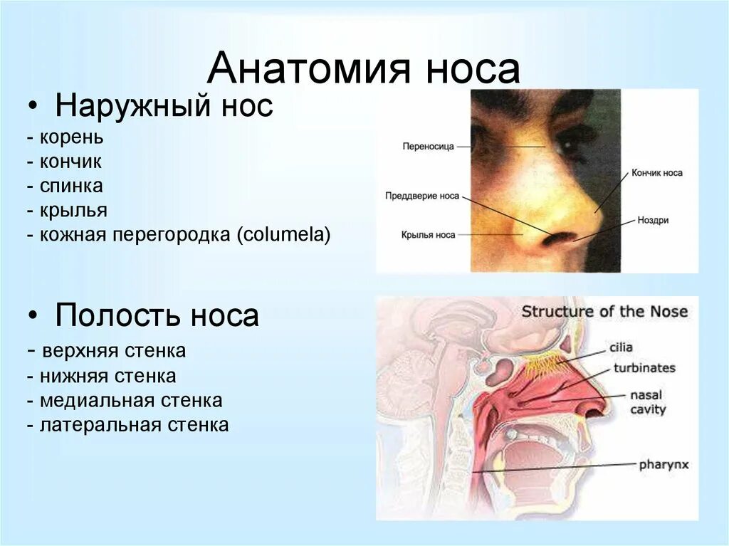 Строение наружного носа. Строение наружного носа и полости носа. Нос строение анатомия внутренние. Анатомия наружного носа и полости носа. Нос из чего состоит анатомия.