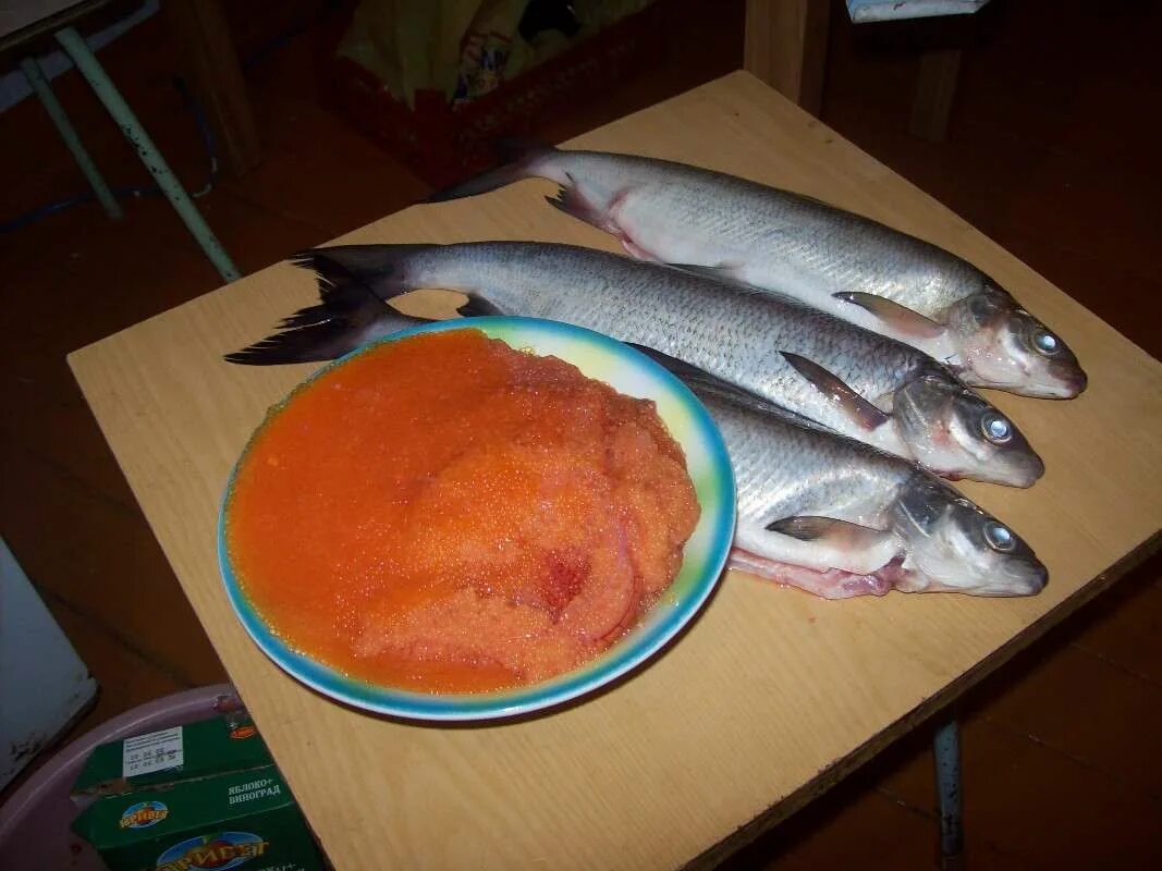 рыба филе с кожей и костями. филетилапи фото на белом фоне. сиг рыба цвет мяса. сиг рыба мясо. сиг цвет мяса.