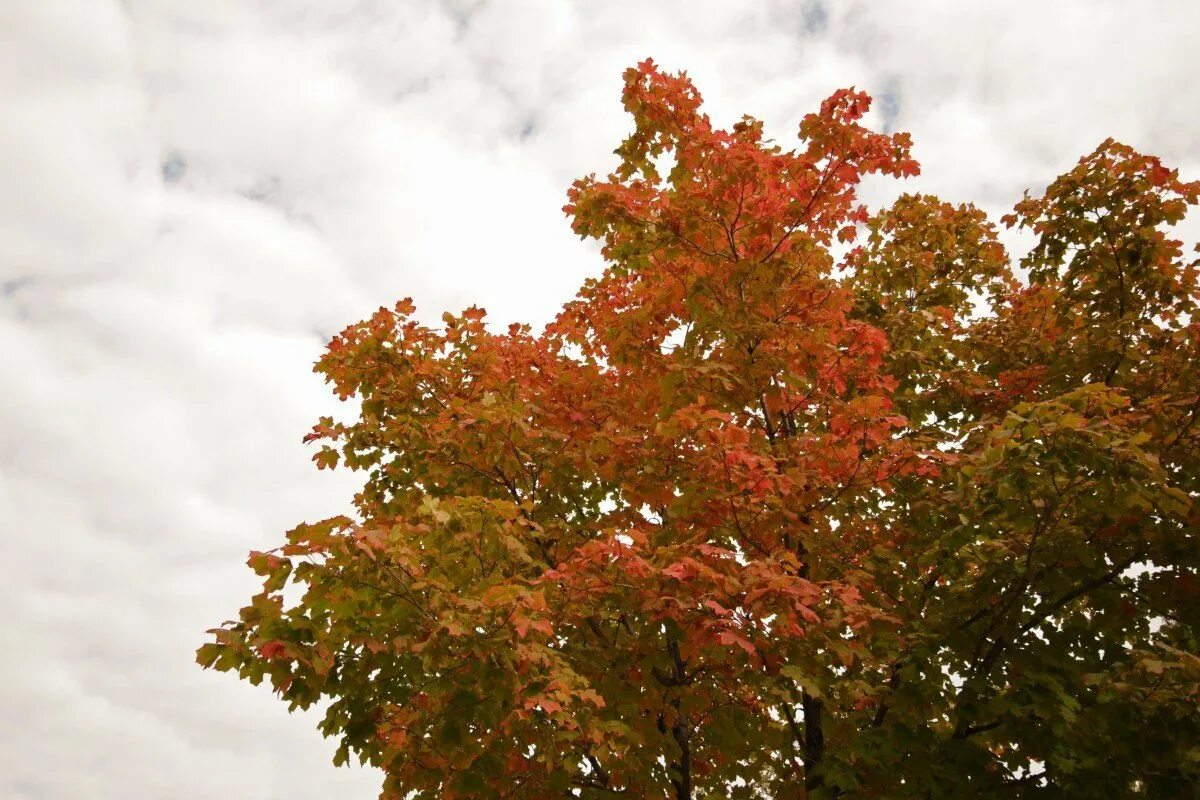 Клён остролистный. Клен канадский остролистный. Клен сибирский. Клен drummondii осенью. Клен сахарный остролистный.