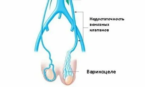 Бедна кислородом течет в малом кругу