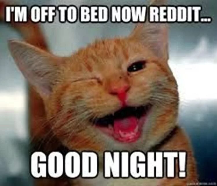 Night meme. Good Night memes. Good Night meme Cat. Good Night Мем. Cats smiling memes.