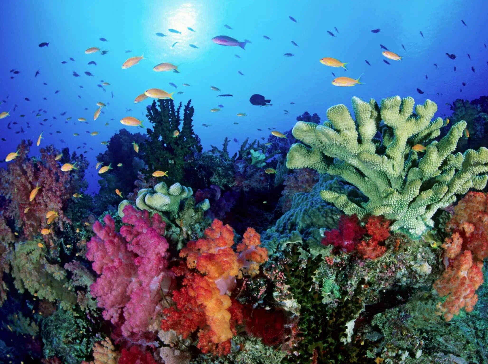 Great barrier reef corals