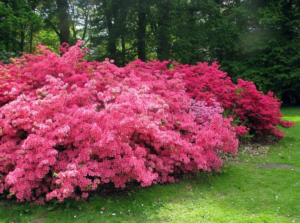 Кустарники которые цветут все лето. Рододендрон красный куст. Форзиция Розеум. Рододендрон японский красный. Рододендрон розовое дерево.
