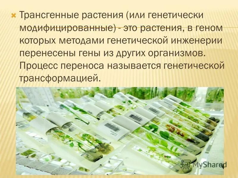 создание трансгенных растений. схема получения трансгенного растения. схема получения трансгенных растений. трансгенные животные и растения. схема получения трансгенных растений.