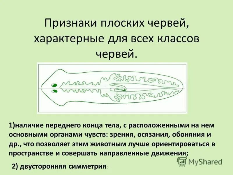 Плоские черви наличие полости