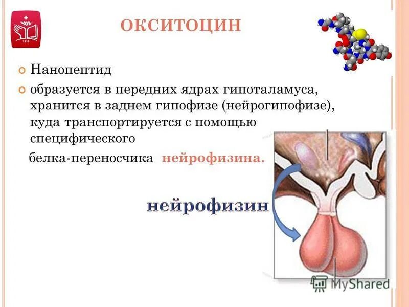 Выработка окситоцина. Окситоцин. Окситоцин образуется в. Окситоцин гормон гипофиза. Нейрофизин.