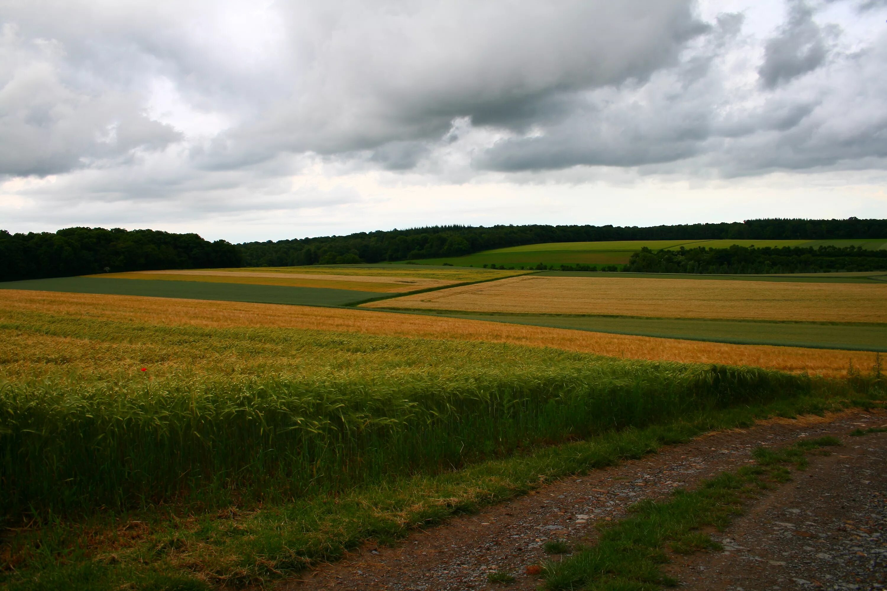 В поле. Лесополосы на полях. Невспаханное поле. Поле фото. Fields field html