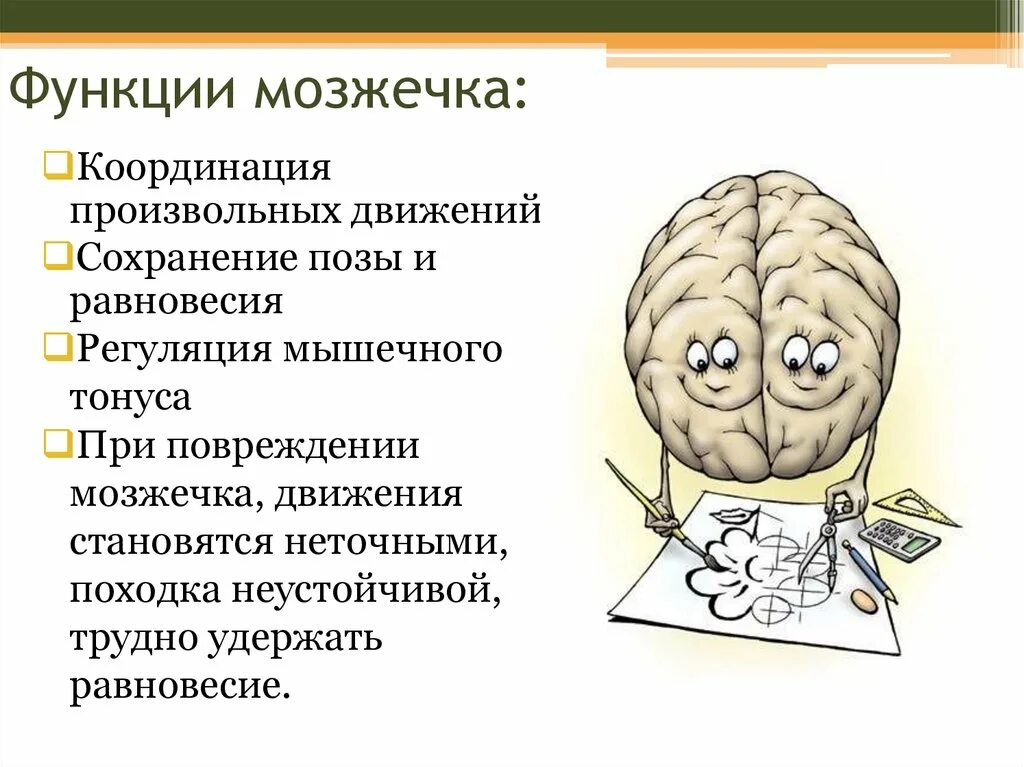 Функции мозжечка. Роль мозжечка в координации движений. Мозжечок мозг функции. Функция мозжечка в головном мозге человека.