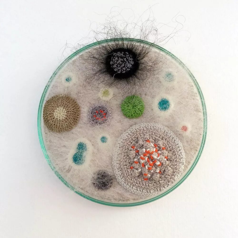 Плесневелые грибы и дрожжи. Микробы плесени. Плесневые грибы в чашке петри. Микотоксикозы микроскопические грибы. Дрожжевые, мицелиальные грибы микробиология.