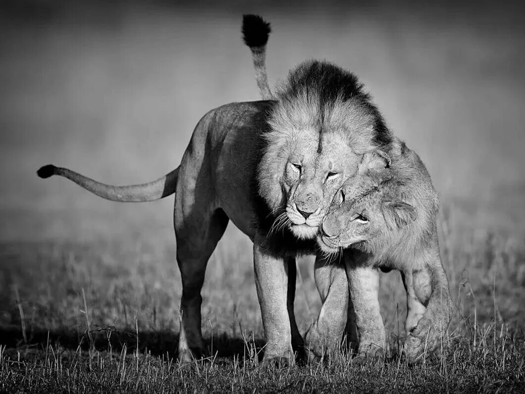 лев черно белый. преданный лев. люблю тебя мой тигр. дух волка мудрость орла образ льва. преданный лев.