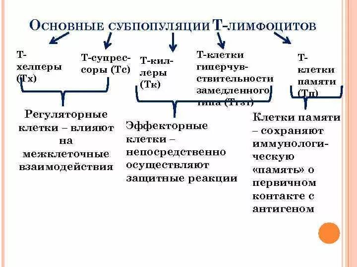 Основные субпопуляции т-лимфоцитов. Т-лимфоциты: маркеры, субпопуляции, основные функции.. Т-лимфоциты основные типы и функции. Основные субпопуляции т лимфоцитов их характеристика и функции. Субпопуляции в лимфоцитов