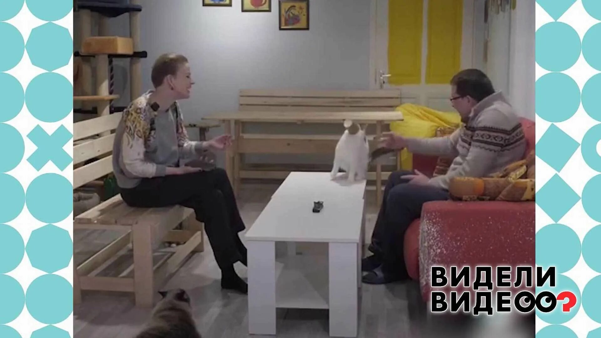 Котокафе котовский пермь. Котокафе.