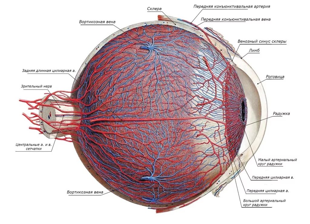 Собственно сосудистая оболочка глаза строение. Сосудистая оболочка глаза строение анатомия. Кровоснабжение глазного яблока анатомия. Собственно сосудистая оболочка глаза анатомия.
