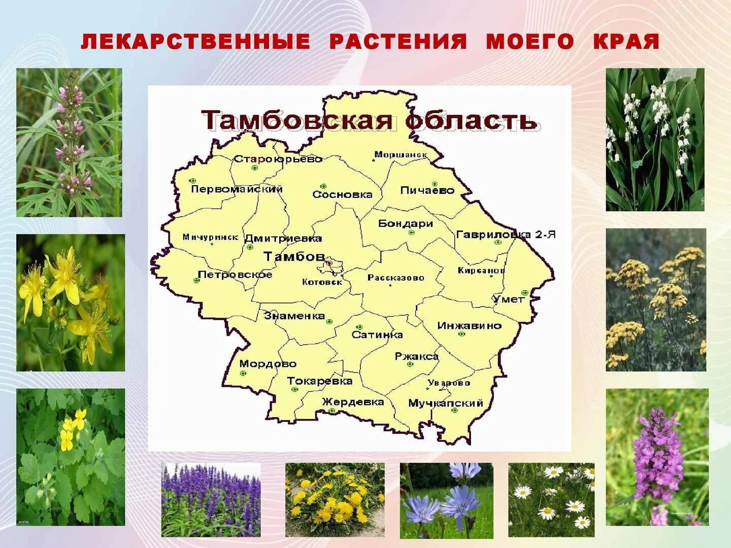 Растение твоего края. Растения тамбовского края. лекарственные растения тамбовской области. лекарственные растения нижегородской области. растительный мир тамбовской области.