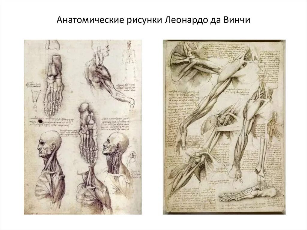 анатомические рисунки леонардо да винчи. леонардо да винчи вклад в анатомию. леонардо да винчи черепная коробка. леонардо да винчи анатомия. леонардо да винчи вклад в анатомию.