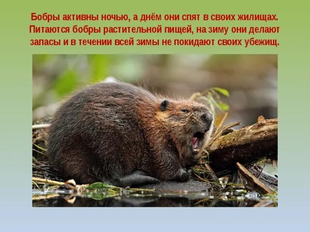 Бобры ночью. Питание бобров. что делают бобры. бобры спят зимой. бобоы запасаются на зиму.