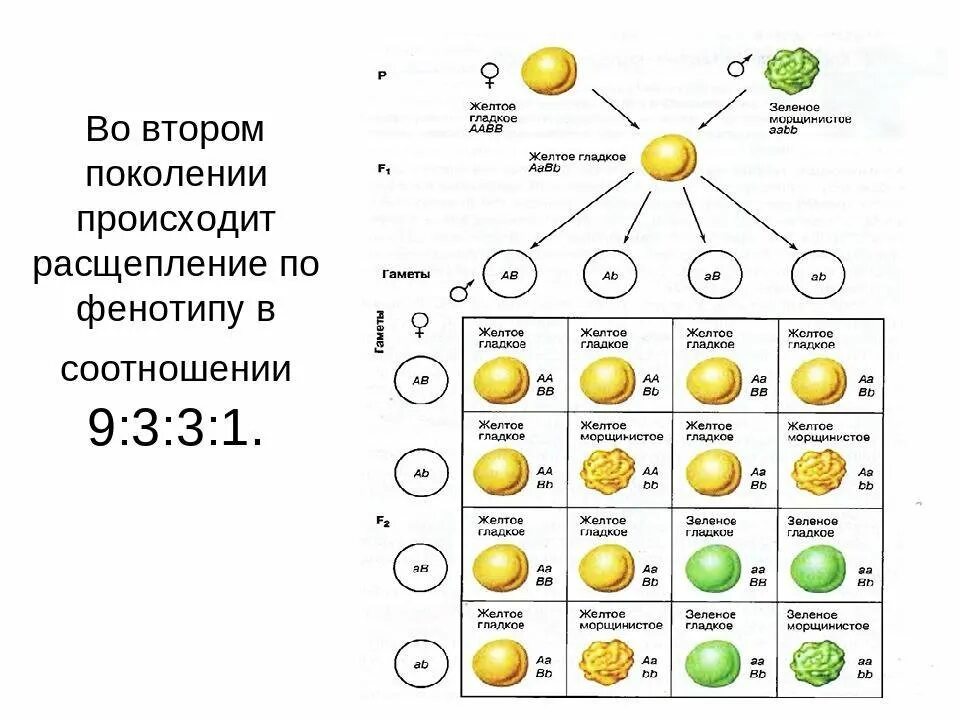 При каком скрещивании произойдет расщепление по фенотипу. Схема дигибридного скрещивания гороха. схема наследования при дигибридном скрещивании. законы менделя схема дигибридного скрещивания. дигибридное скрещивание схема скрещивания.