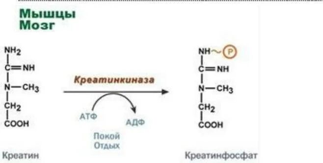 Реакция образования атф. Синтез креатина и креатинфосфата. креатин атф креатинфосфат. синтез креатина биохимия. образование атф из креатинфосфата креатина.