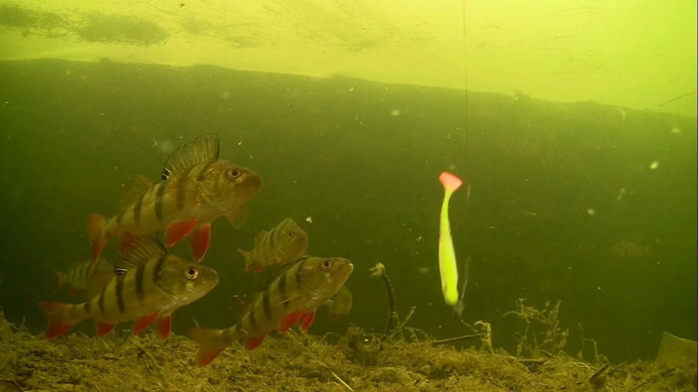 Водоросли мальки рыб окунь. Подводные съемки окуня. подводная съемка рыбалки. окунь подводная съемка. стая окуней.