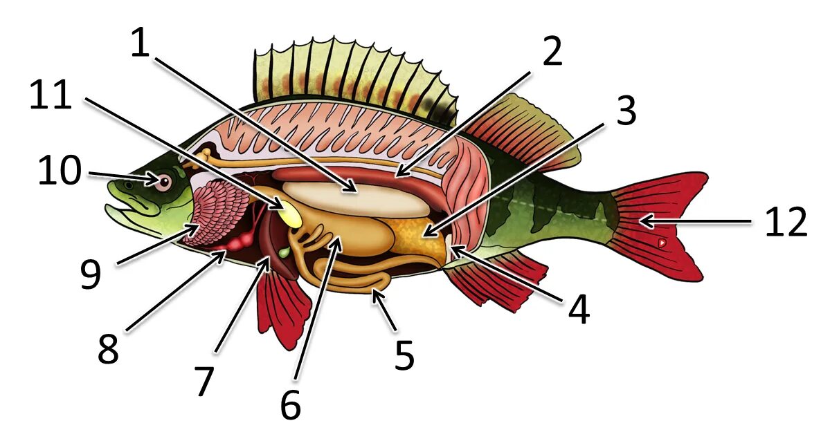 Внутренне строение рыбы схема. Внутреннее строение костной рыбы самка окуня биология 7. Строение костистой рыбы окуня. Вскрытый Речной окунь строение.