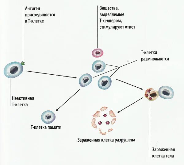 Клетки т 8. Механизм действия т киллеров. Клетки т хелперы и т киллеры. Клетки натуральные киллеры строение. Механизм действия клетки т киллеры.