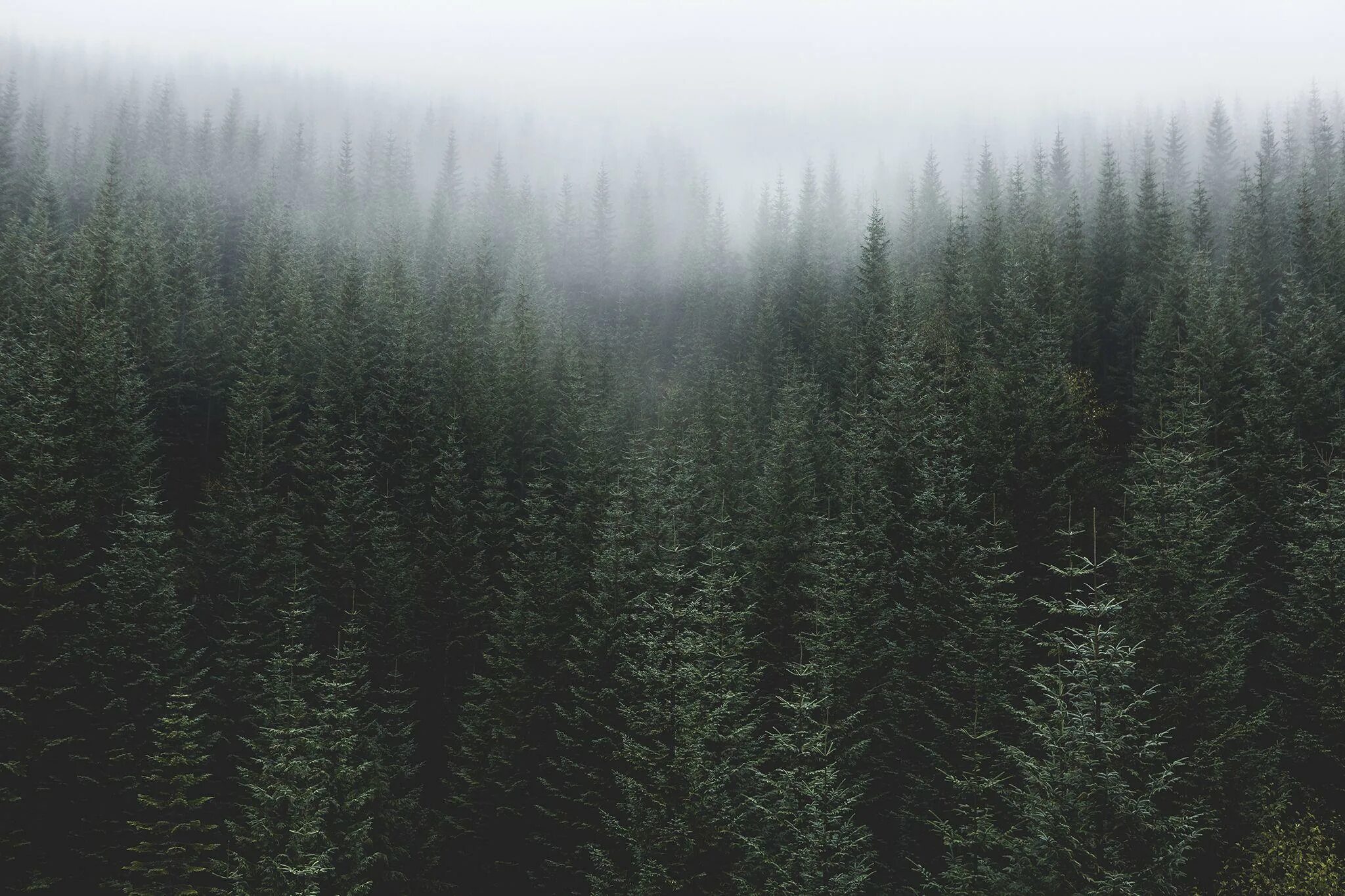 Еловый лес. Темный еловый лес. Туманный лес. Темные хвойные леса. Темно хвойный