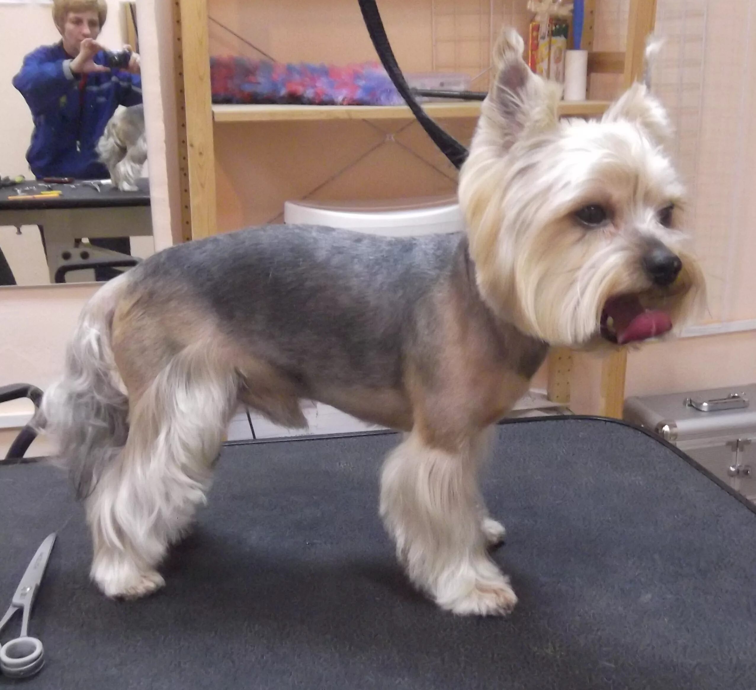 стрижка йорка девочки. креативная стрижка йорка йоркширского терьера. зимняя стрижка йорка. стрижки йорков для йорков девочек 2022. стрижка йорка девочки.