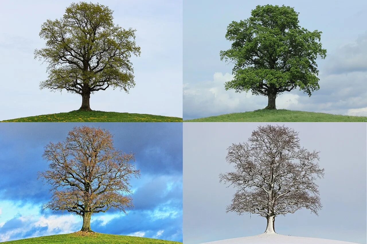 Сезонность летние. Дерево зимой и летом. Дерево летом и осенью. Дерево в разные времена года. Дерево летом осенью зимой и весной.