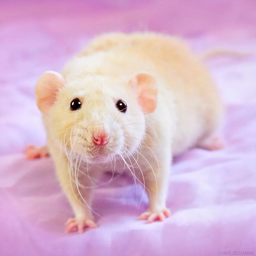 Домашние белые мыши. Гималайская крыса Дамбо. Крыса Дамбо альбинос. Декоративная крыса Дамбо. Крыса Дамбо белая.