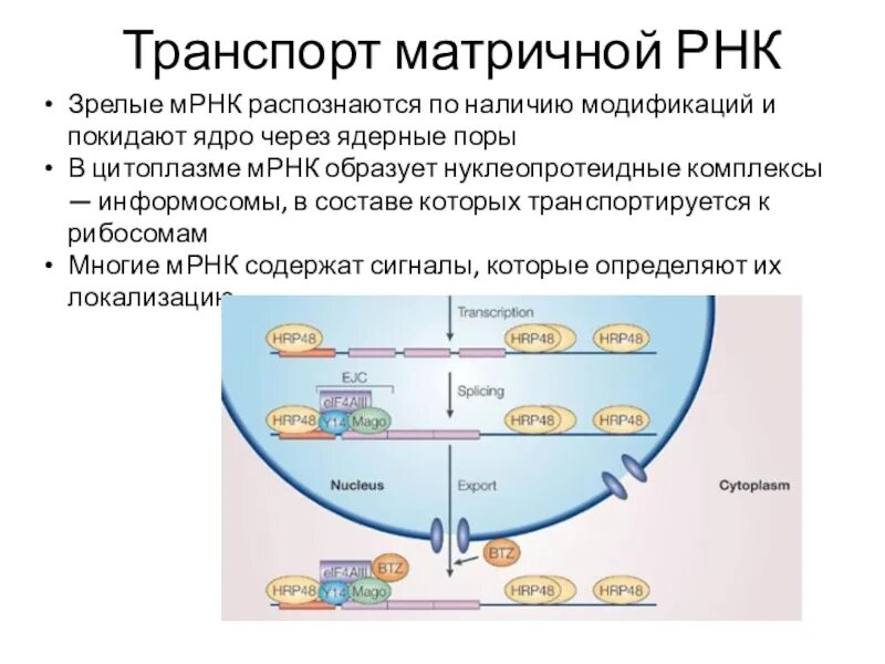 Биосинтез ядра происходит в. Транспорт МРНК В цитоплазму.. Из ядра в цитоплазму транспортируются:. Транспорт РНК В цитоплазму. МРНК.