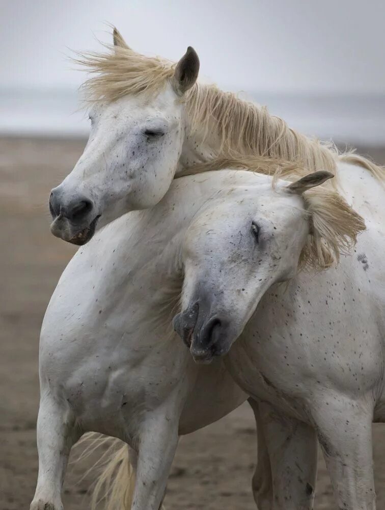 Two horse. Пара лошадей. Белая лошадь. Влюбленные лошади. Две лошади.