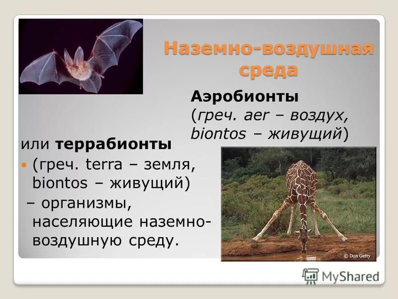 Наземно-воздушная среда обитания. Наземно-воздушная среда жизни. Населяющие наземно воздушную среду. Наземно-воздушная среда. Обитатели наземно-воздушной среды обитания.