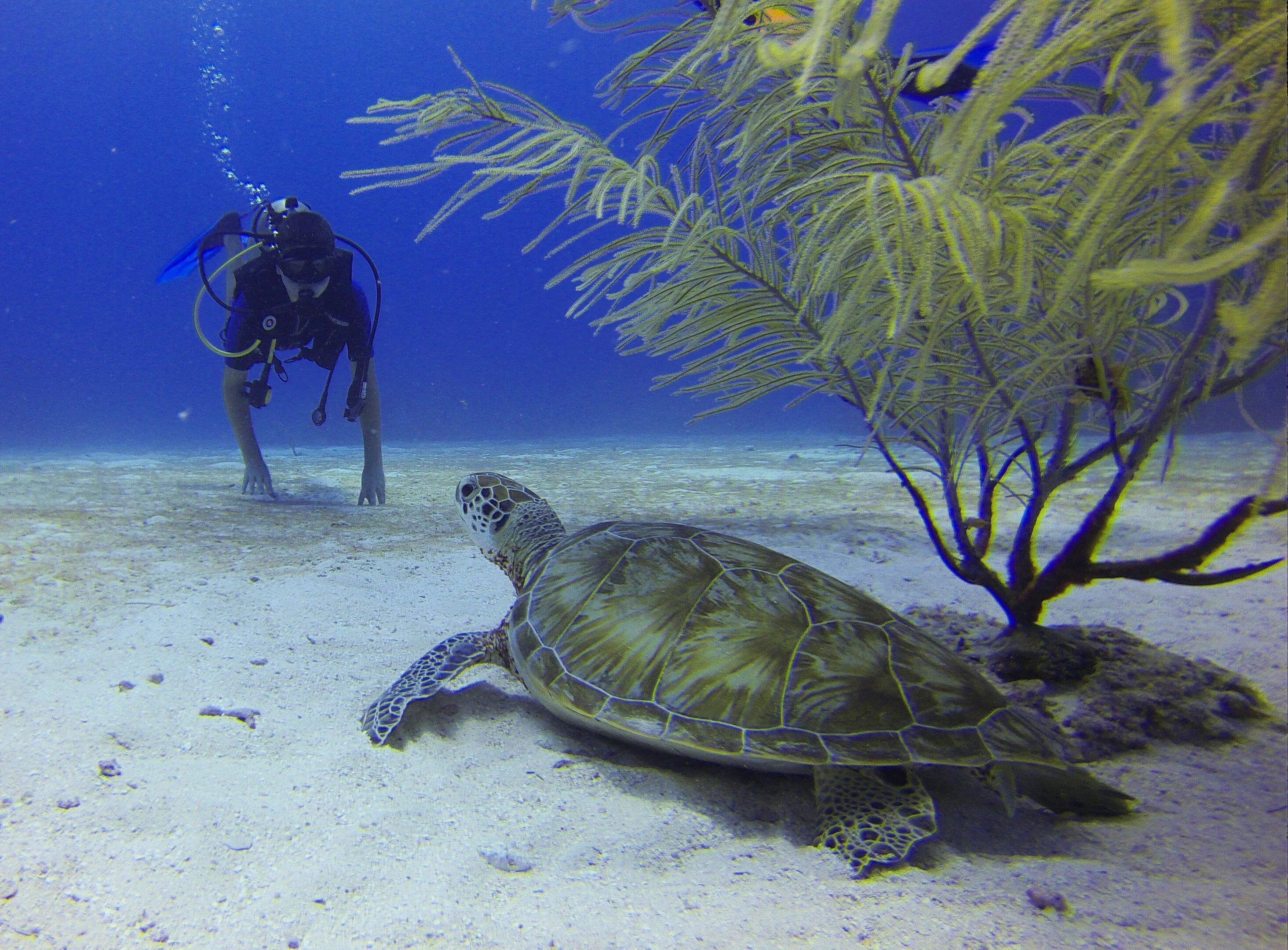 Морская черепаха и Черепашата. Черепаха бисса. Водоплавающая черепаха морская. Дайвер морская черепаха.