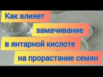 Как замачивать семена в янтарной кислоте