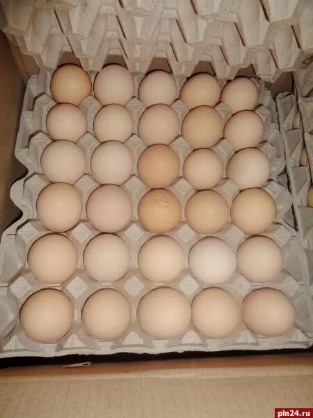 Кремовые яйца. Яйцо кремовое. Белорусские яйца. Яйца кремового цвета. Инкубационные яйца кремового цвета.