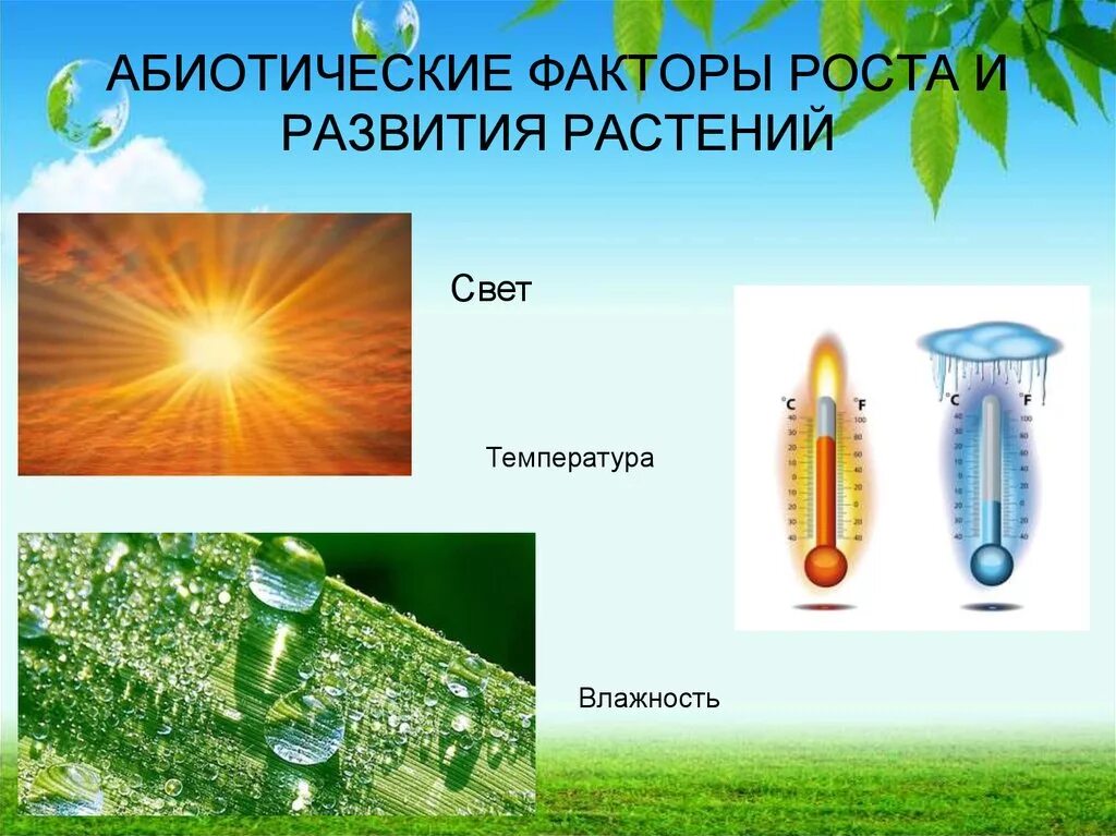 Абиотические факторы в жизни растений. Абиотические факторы. Температура для растений. Абиотические факторы растений. Факторы роста и развития растений.