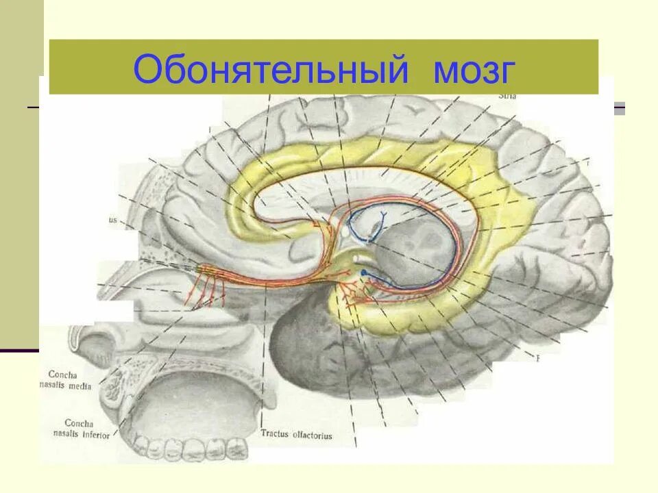 Обонятельный мозг. Центральный отдел обонятельного анализатора схема. Корковый центр обонятельного анализатора. Обонятельный мозг анатомия. Обонятельный мозг Центральный и периферический отделы.