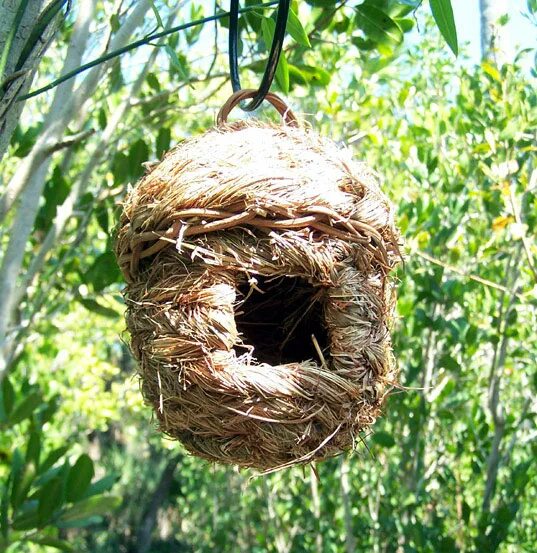 Орлан гнезда на деревьях. Шарообразное гнездо. Гнездо белки гайно. Гнездо кедровки. Природа гнездо на дереве.