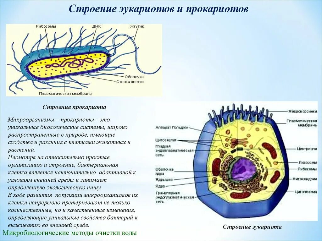 Клетки прокариот отличаются